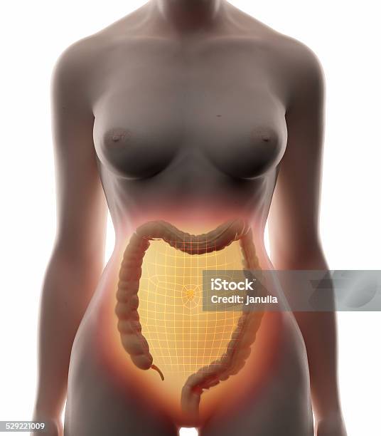 Colon Intestine Real View Female Anatomy Concept Stock Photo - Download Image Now - Adult, Anatomy, Appendix
