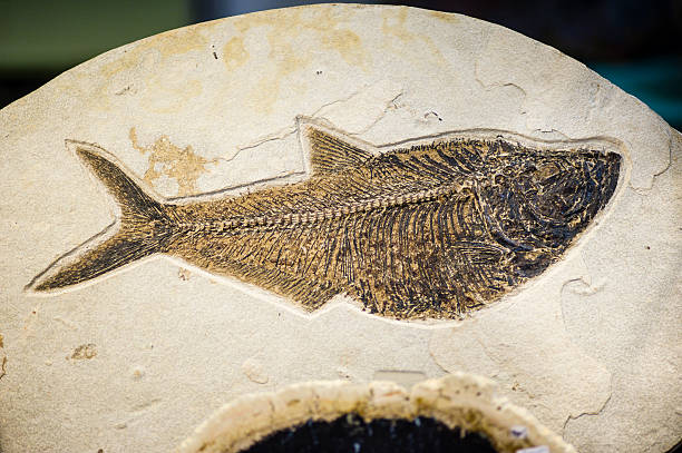 istock Fish fossil, extinct species print 529221463