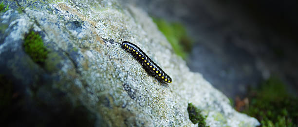Black and yellow millipede, British Columbia, Canada