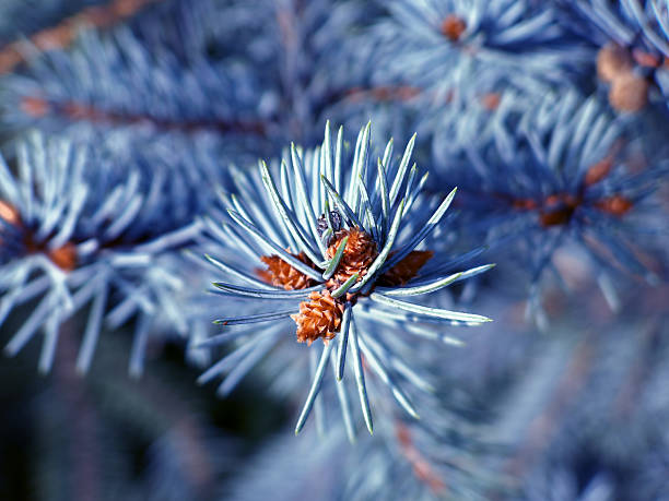 istock the fir branch 529223889