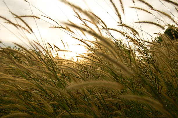 istock grassland in morning sunrise 529224509