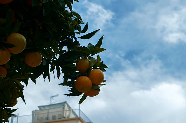 istock the branch of an orange tree with oranges 529224773