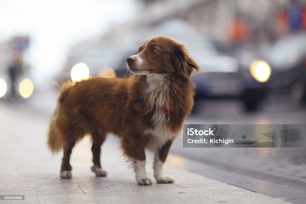 little redhead cute dog on the street Dog Stock Photo