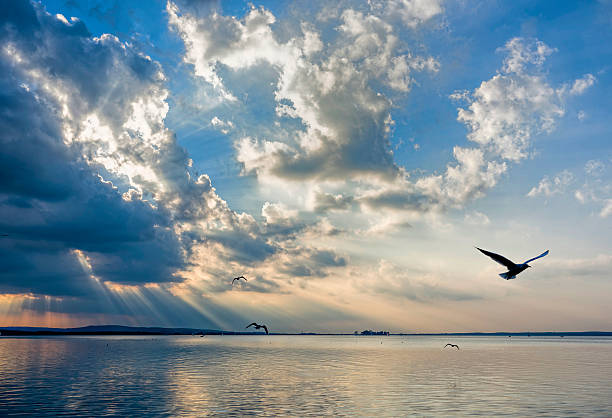 istock Silhouette of flying seagull over lake with romantic cloudscape 529225335