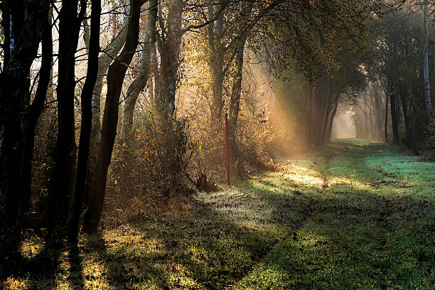 istock Sunbeam and morning fog back lit in forest 529225355