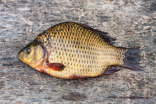 istock Live freshwater fish carp on a wooden board 529225469