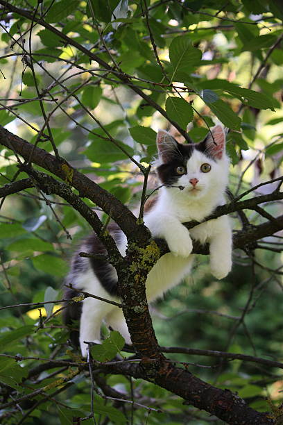 istock Cute kitten resting on the tree branch 529233957