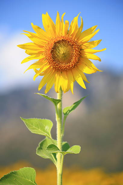 Girasol - foto de stock