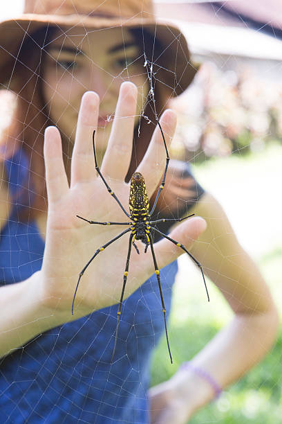 istock Spider and the girl's palm 529234283