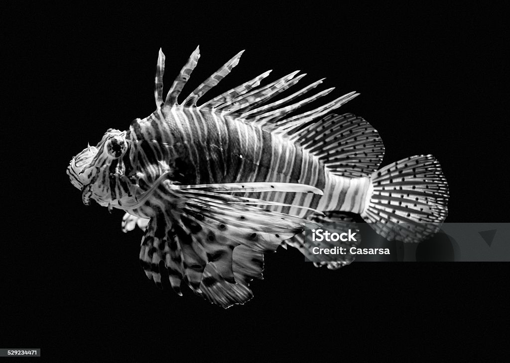 Lionfish Stock Photo - Download Image Now - Black And White, Fish