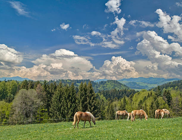 istock Horses grazing in the Black Forest 529234631
