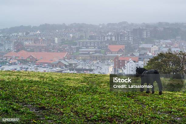 Horse With Whitby At Background Stock Photo - Download Image Now - Abandoned, Abbey - Monastery, Architecture