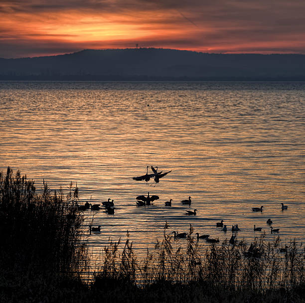 Gray Herons in confrontation lakeside at dusk with majestic cloudscape. 