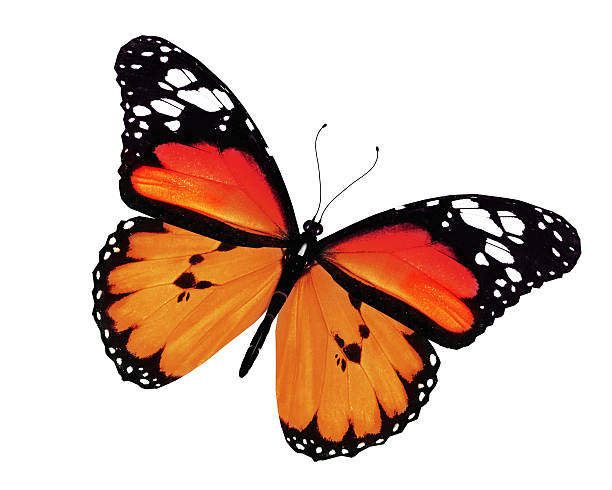 istock Orange butterfly, isolated on white background 529236817