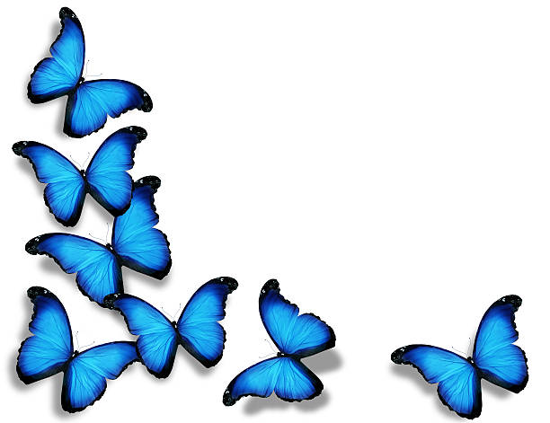 istock Blue butterflies, isolated on white background 529236819