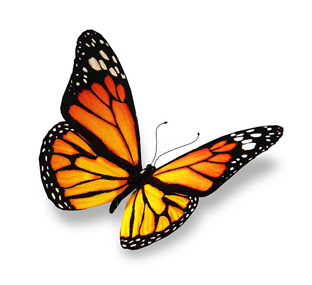 istock Yellow-orange butterfly, isolated on white background 529236823