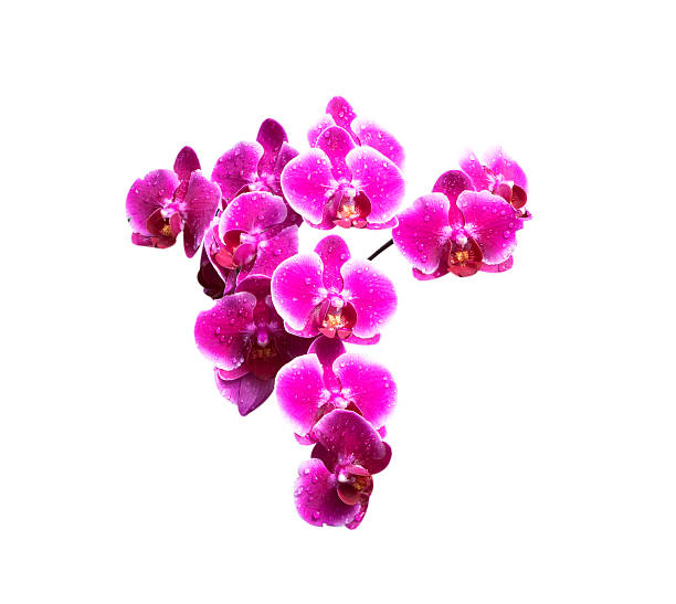 istock Purple orchid flowers 529238133