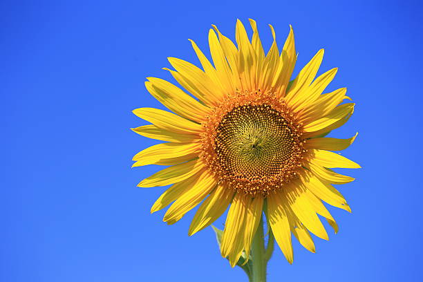 Girasol - foto de stock