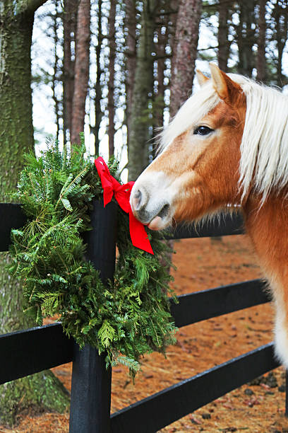 istock Horse and holiday wreath 529239235