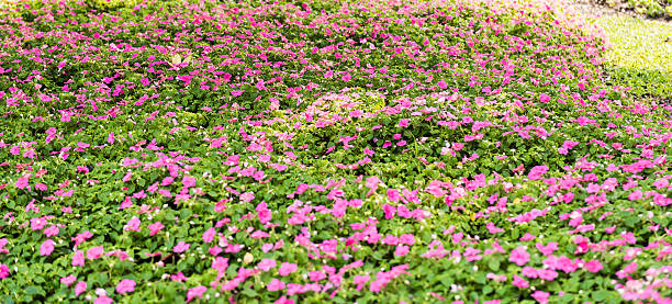 istock beautiful petunia flowers 529240509