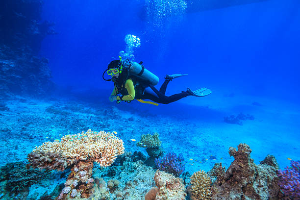 clavadista en el mar rojo - buceo con equipo fotografías e imágenes de stock