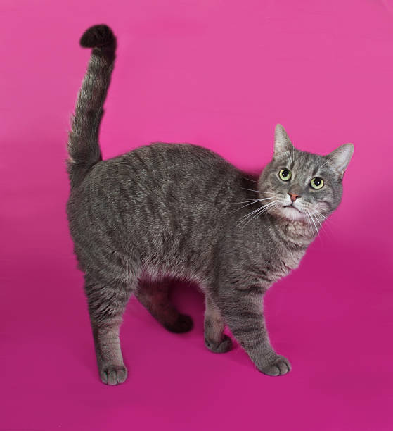 istock Striped gray cat standing on pink 529249461