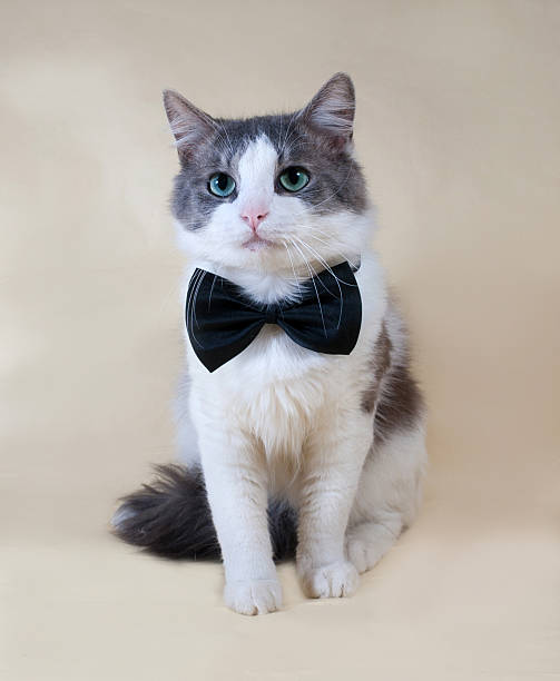 istock White cat with spots in bow tie sitting on yellow 529249469