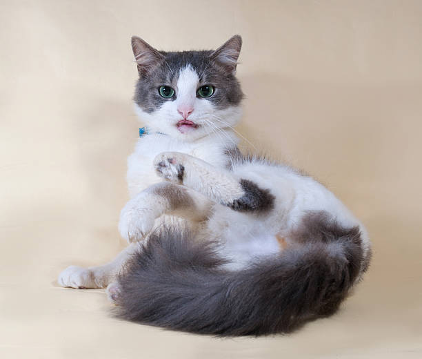 istock White cat with spots sitting on yellow 529249471