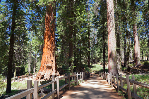 walkway among giant sequoia trees in King's caynon national park