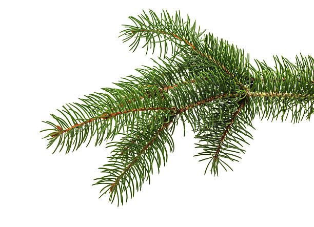 istock Christmas tree branch isolated on the white background 529249687