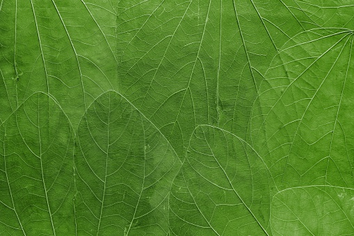 the abstract textured background a collage from big leaves of bright green color closeup