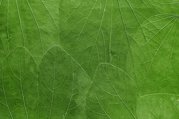 the abstract textured background a collage from big leaves of bright green color closeup