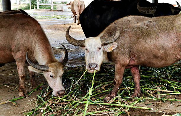 istock Buffalo eat sugarcane in Thailand 529250037