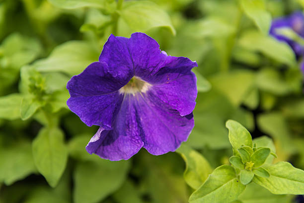 istock beautiful petunia flowers 529250081