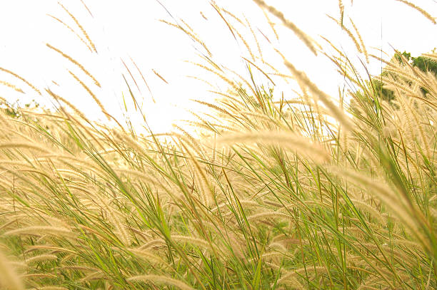 grassland in morning sunrise
