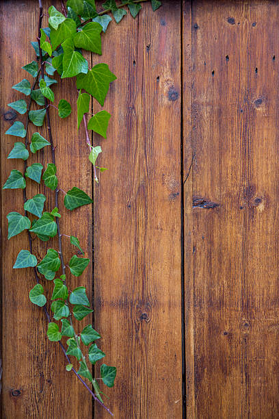 istock Wood Background Framed with Green Ivy 529251263