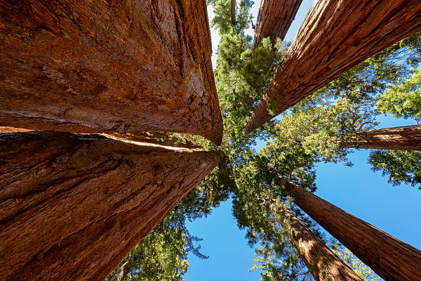 istock Giant sequoia trees in Sequoia National Park, California 529251843
