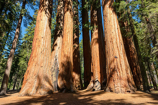 istock Sequoia trees in Sequoia National Park, California 529252789
