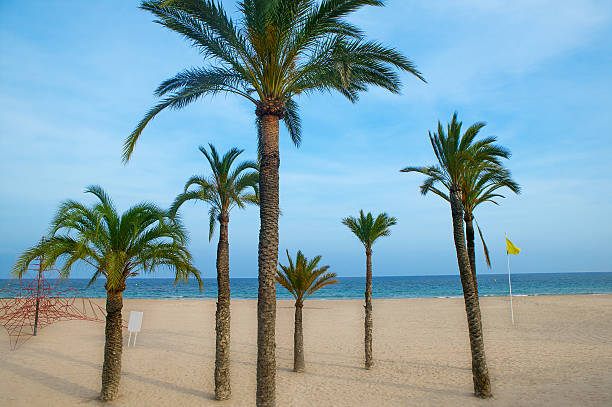istock Benidorm palm trees beach in mediterranean alicante 529253179
