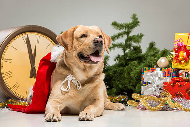 istock Labrador with Santa Hat. New Year's garland and presents 529253199