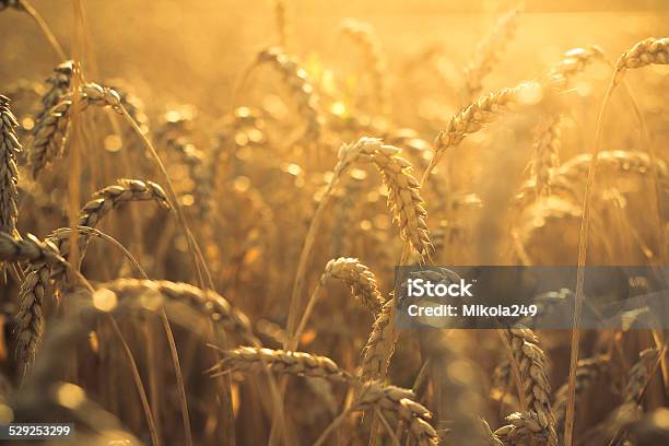 Foto de Trigo No Pôr Do Sol e mais fotos de stock de Agricultura - Agricultura, Aldeia, Alimentar