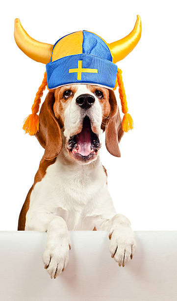 istock beagle in swedish hat , isolated on white 529253561