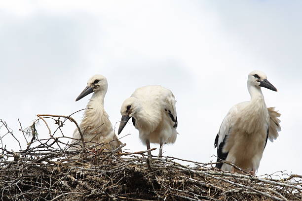 The nest of the stork