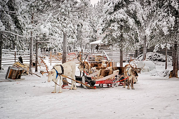istock Reindeers with sledges at reindeer farm in winter 529253979
