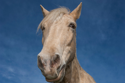 Close up of a palamino colored horse (Equus ferus caballus) islolated against a blue sky.