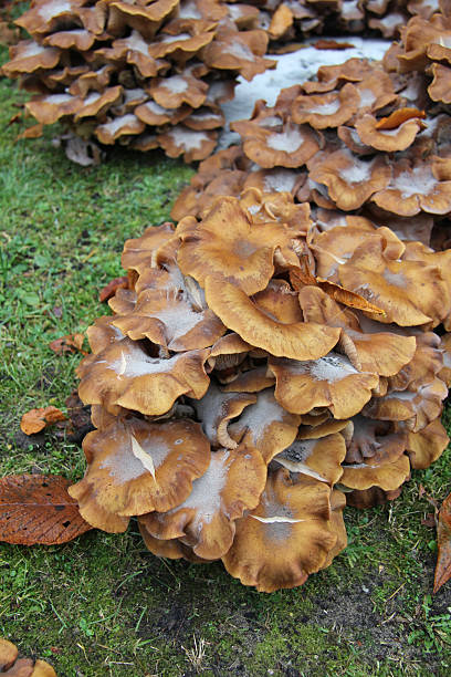 istock group of mushrooms 529255641