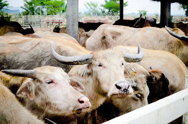 istock Vintage Buffalo in Thailand 529271209