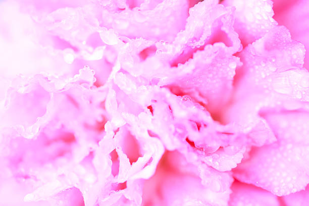 Apple blossom with lots of copy space Very high key, very short dof