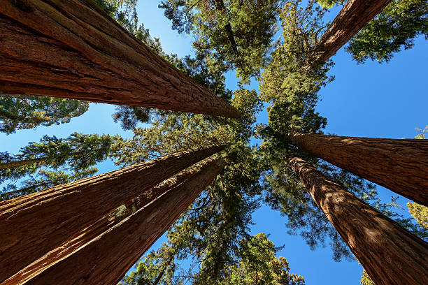 istock Giant sequoia trees in Sequoia National Park, California 529271777