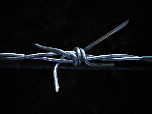 istock close-up of barbed 529271947